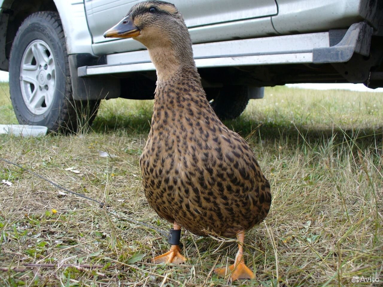 Подсадные утки кряквы. Селезень подсадной утки. Тульская утка. Утка подсадная с коротким клювом. Селезень тульской подсадной.