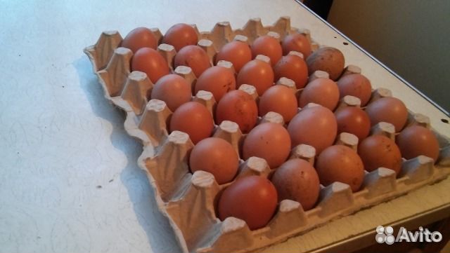 Яйца от домашних сельских кур купить на Зозу.ру - фотография № 2