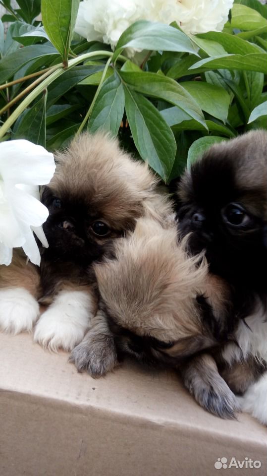 Красивые щенки пекинеса купить на Зозу.ру - фотография № 1