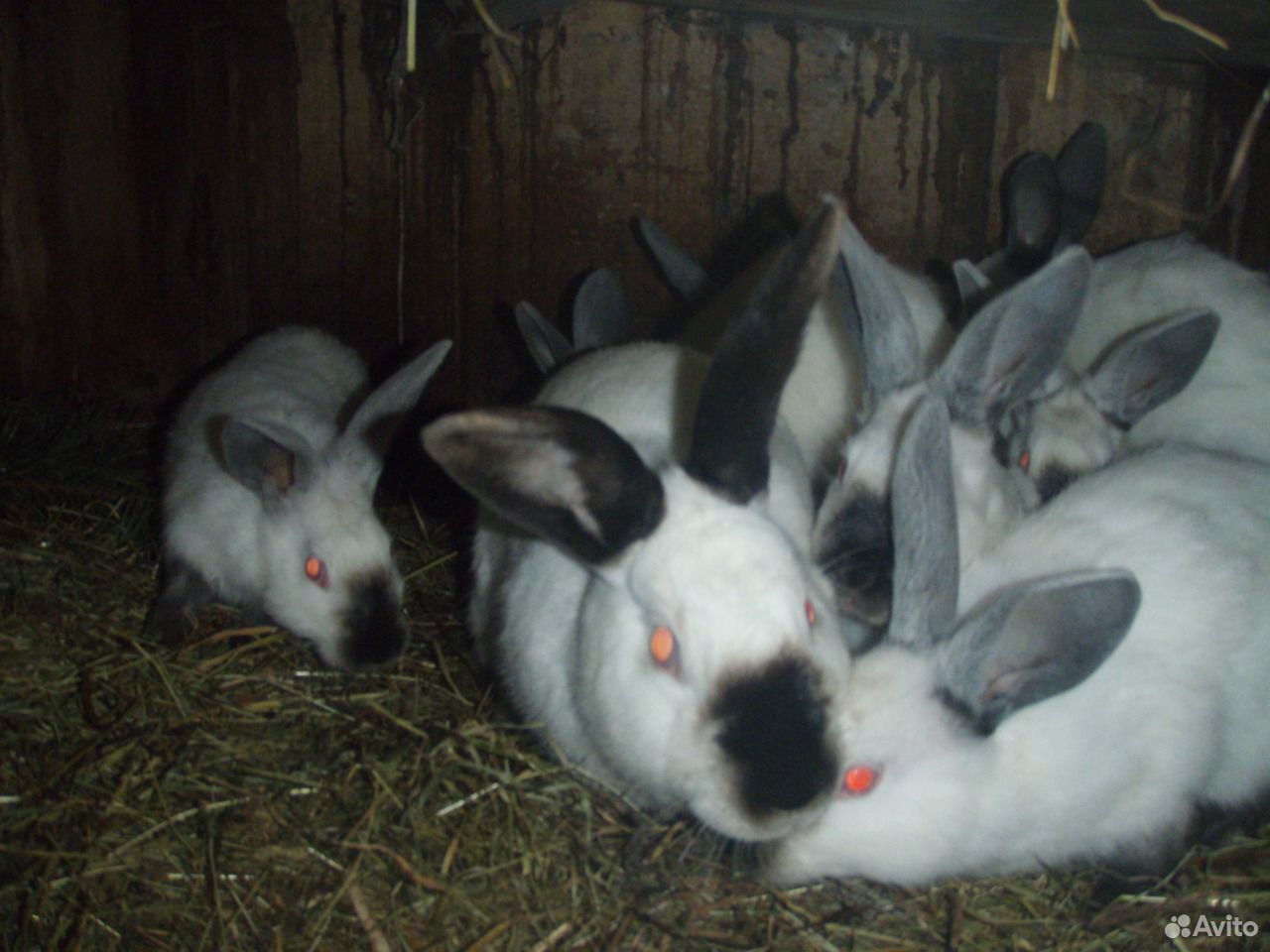 Кролики и крольчата купить на Зозу.ру - фотография № 3