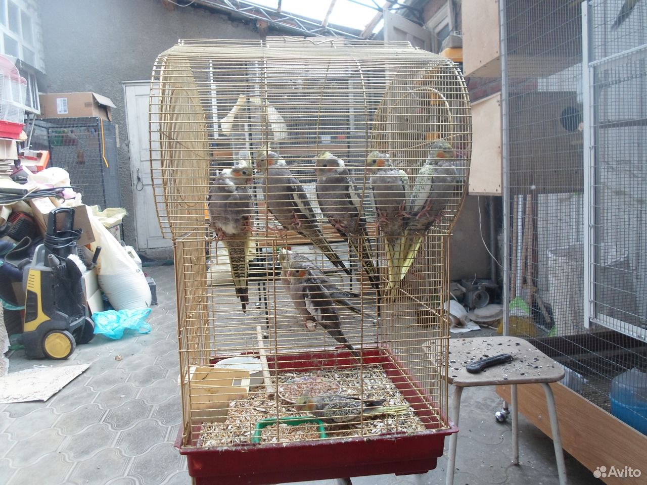 Ручные попугаи карелы купить на Зозу.ру - фотография № 2