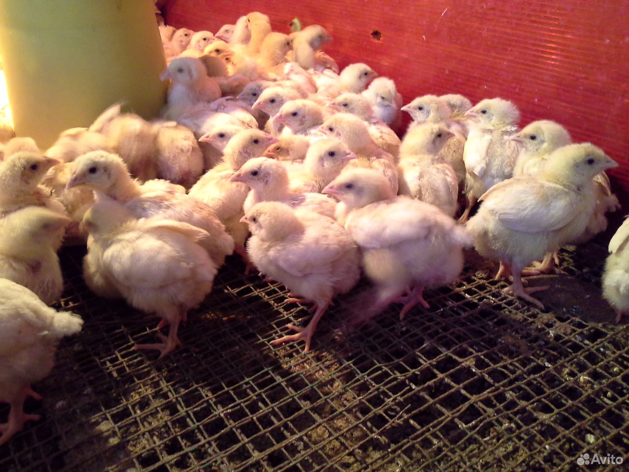 Цыплята бройлеры купить живые в московской области