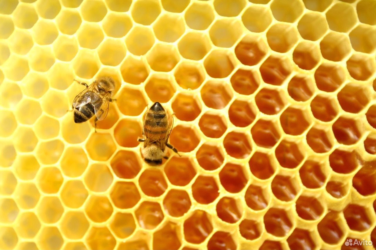 Пчёлопакеты купить на Зозу.ру - фотография № 2