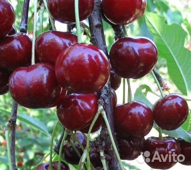 Саженцы плодово-ягодных культур из питомника купить на Зозу.ру - фотография № 4