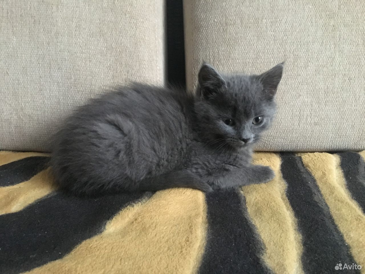Как выглядит котенок в 2 месяца фото