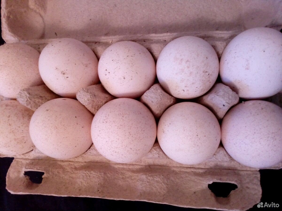 Продам инкубационное яйцо индейки купить на Зозу.ру - фотография № 5