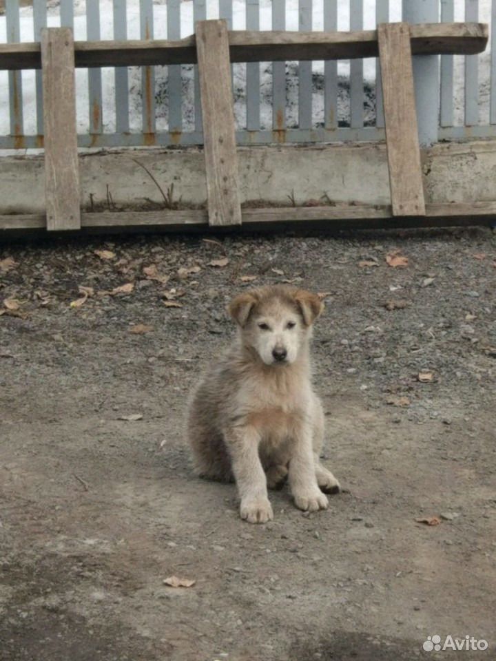 что за телефон 79157100491 5383166685