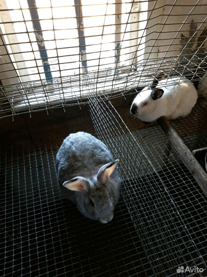 Кролики ферма купить на Зозу.ру - фотография № 4