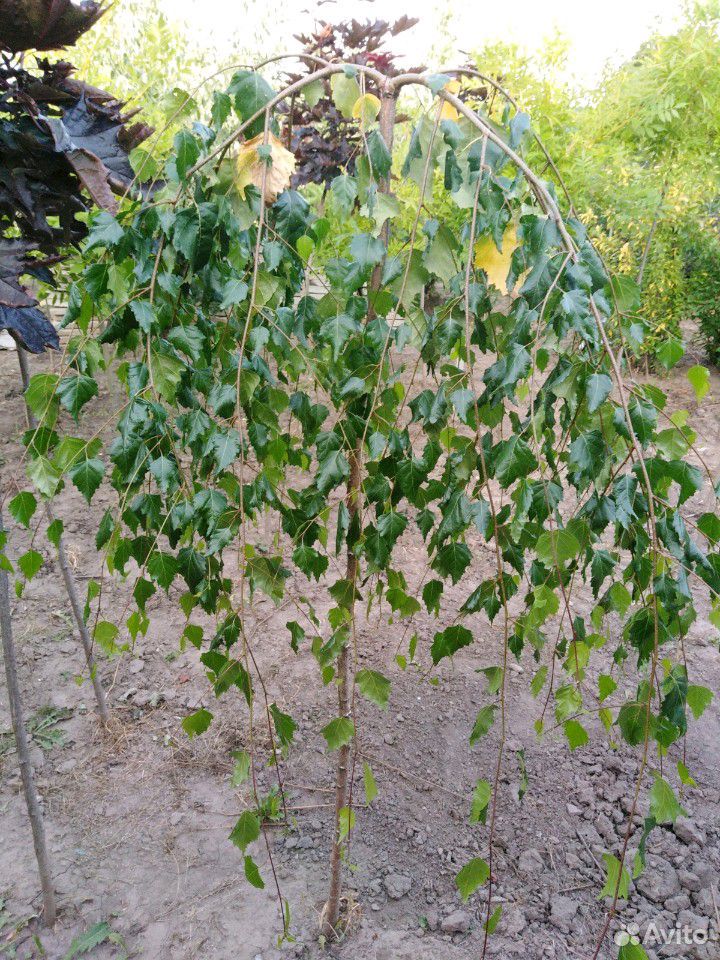 Растения на штамбе-клены и другое купить на Зозу.ру - фотография № 5