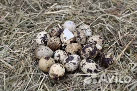 Инкубационное яйцо перепела купить на Зозу.ру - фотография № 2