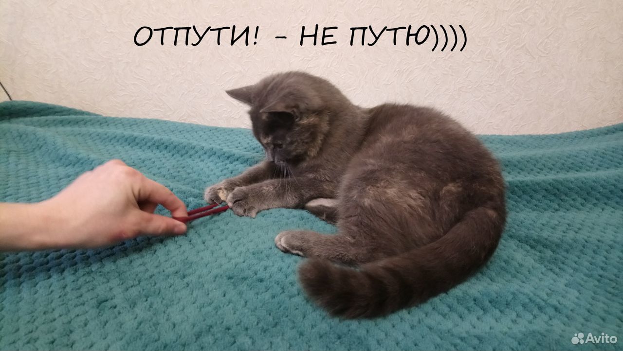 Роскошная кошка - плюшка Буля для лучших людей купить на Зозу.ру - фотография № 5