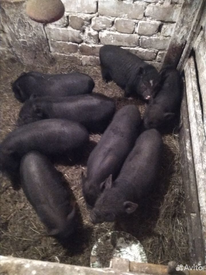 Поросята вьетнамской вислобрюхой свиньи купить на Зозу.ру - фотография № 1