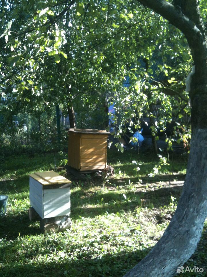 Мед натуральный,пчелосемьи купить на Зозу.ру - фотография № 1