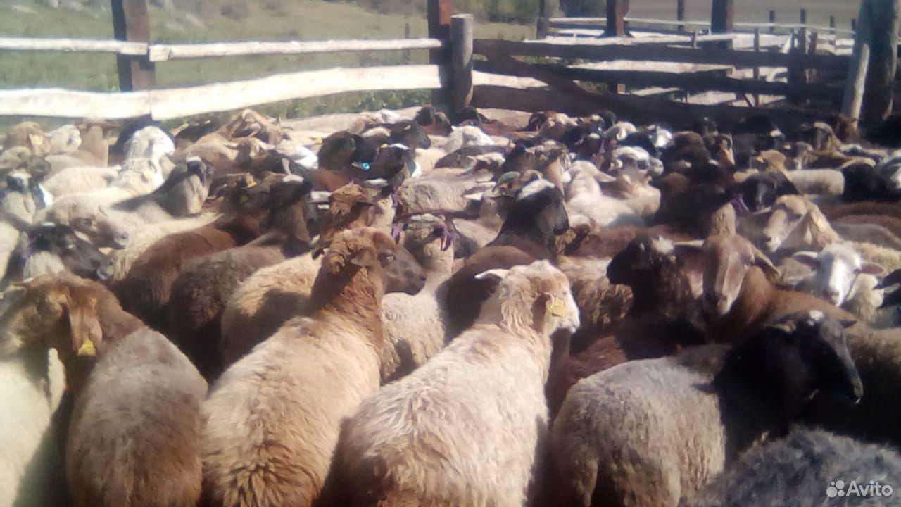 Овцы романовские купить на Зозу.ру - фотография № 4