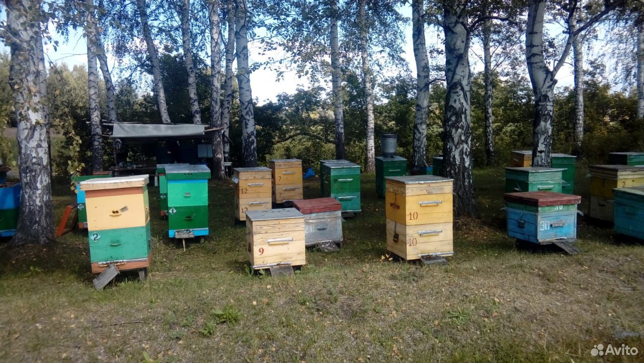 Мёд цветочный, натуральный купить на Зозу.ру - фотография № 4