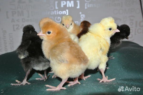 Цыплята суточные и яйца породистых кур купить на Зозу.ру - фотография № 4