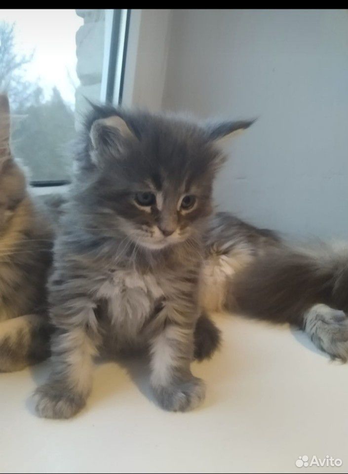 Кошка и кот мейкун чистокровные купить на Зозу.ру - фотография № 1