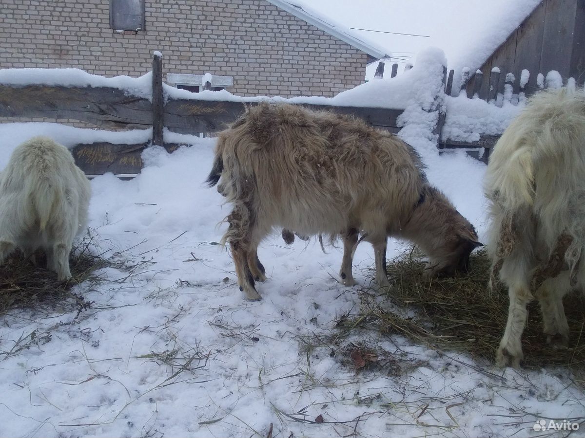 Продается козы и козочки(заанеск.породы.молочные) купить на Зозу.ру - фотография № 5
