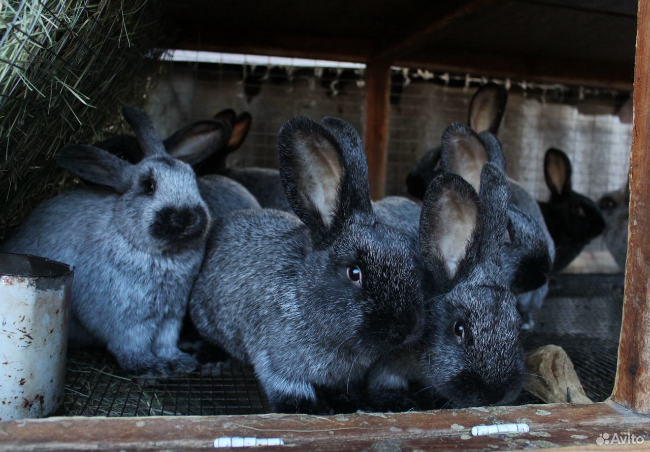 Кролики серебро купить. Полтавское серебро кролики. Полтавское серебро кролики фото.