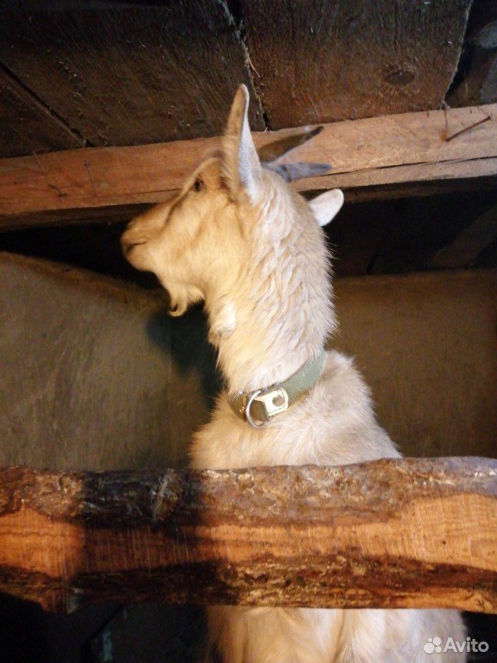 Альпийская коза купить на Зозу.ру - фотография № 3