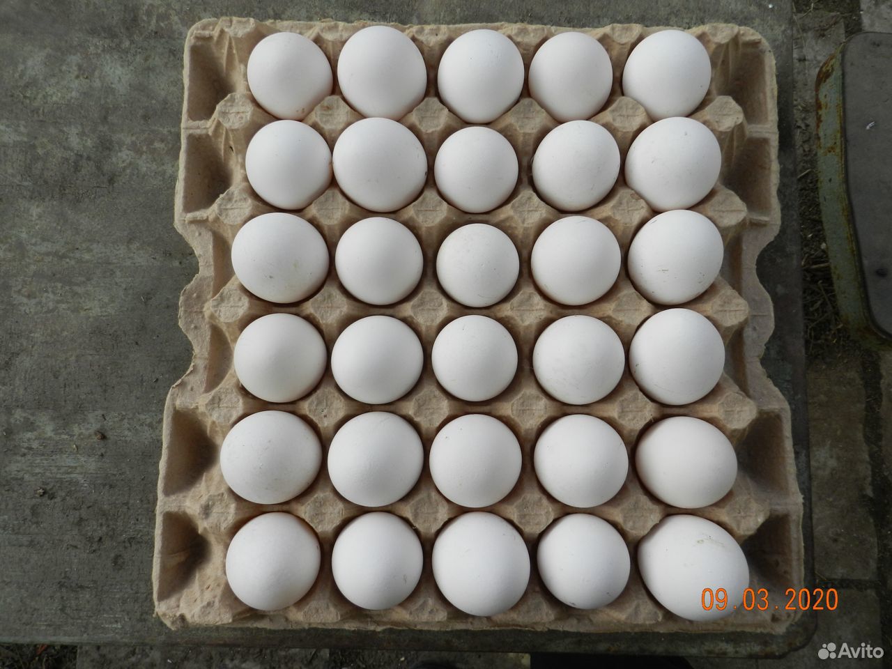 Яйцо домашнее купить на Зозу.ру - фотография № 6