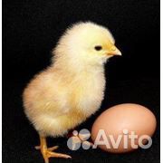 Инкубационное яйцо бройлера, суточный цыпленок купить на Зозу.ру - фотография № 1