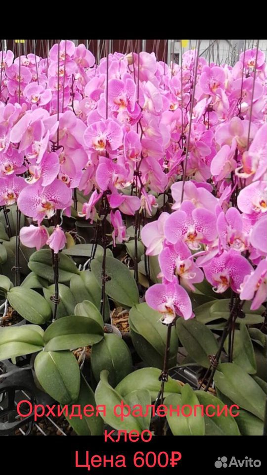 Орхидеи купить на Зозу.ру - фотография № 2