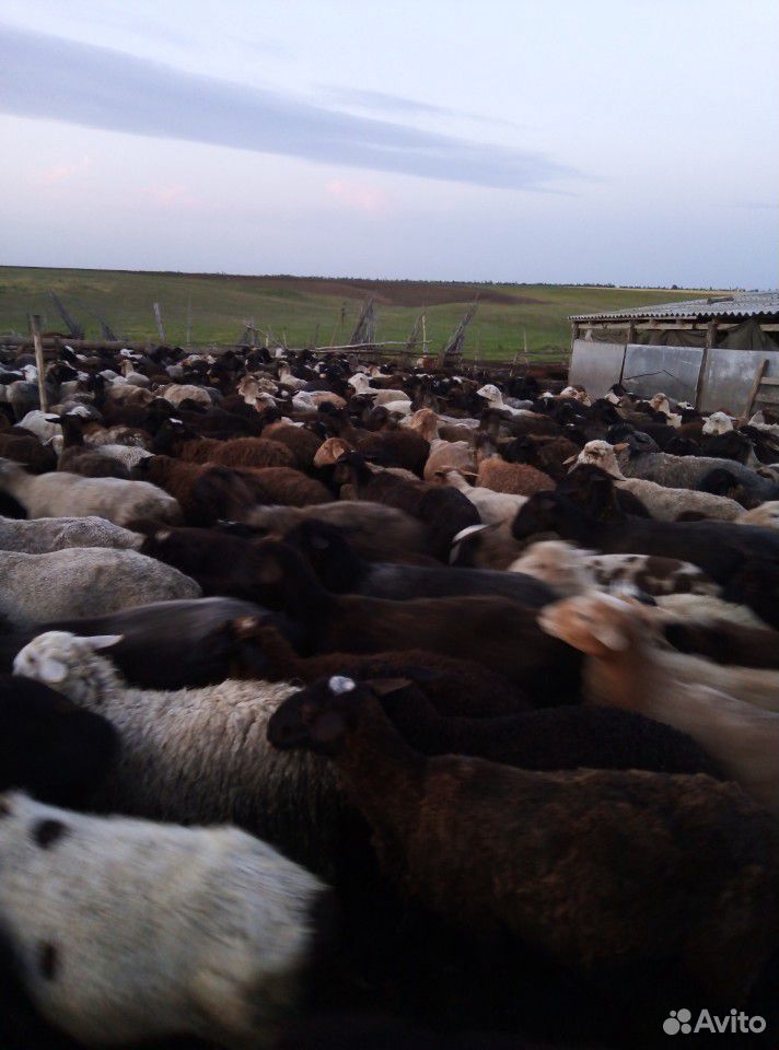 Атара овец купить на Зозу.ру - фотография № 1