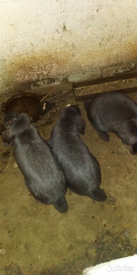 Кролики породы Французкий баран купить на Зозу.ру - фотография № 3