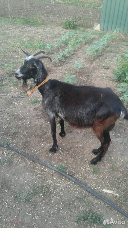 Продается коза с козочкой купить на Зозу.ру - фотография № 2