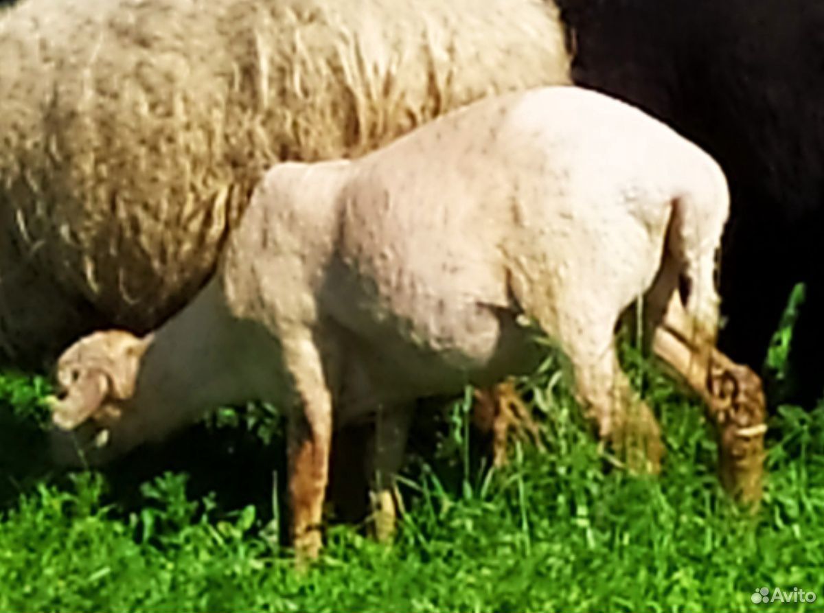 Овца молодая купить на Зозу.ру - фотография № 1