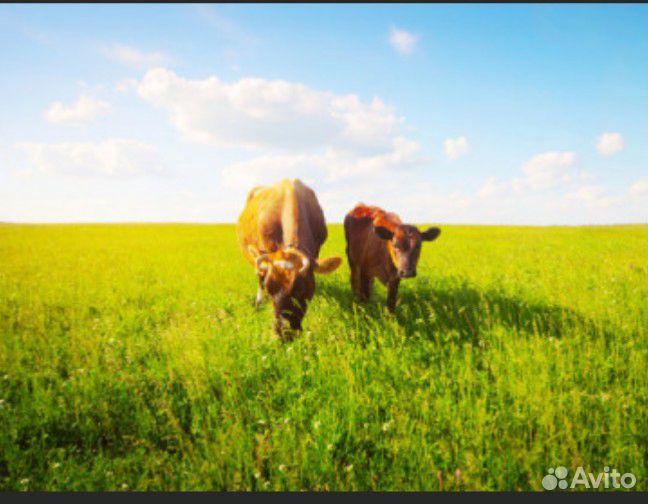 Двойные коровы купить на Зозу.ру - фотография № 1