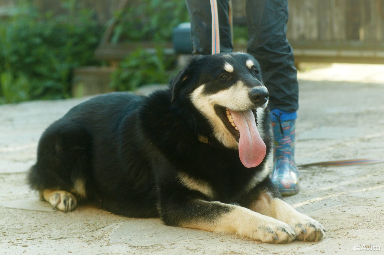 Крупный шикарный пес купить на Зозу.ру - фотография № 6