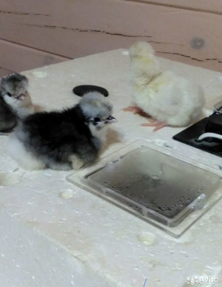 Цыплята,инкубационные яйца купить на Зозу.ру - фотография № 7