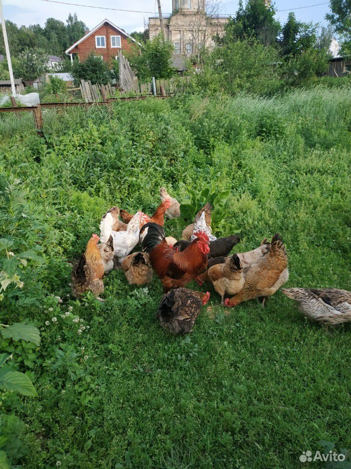 Яйца кур живущих в деревне Серпуховский район купить на Зозу.ру - фотография № 8