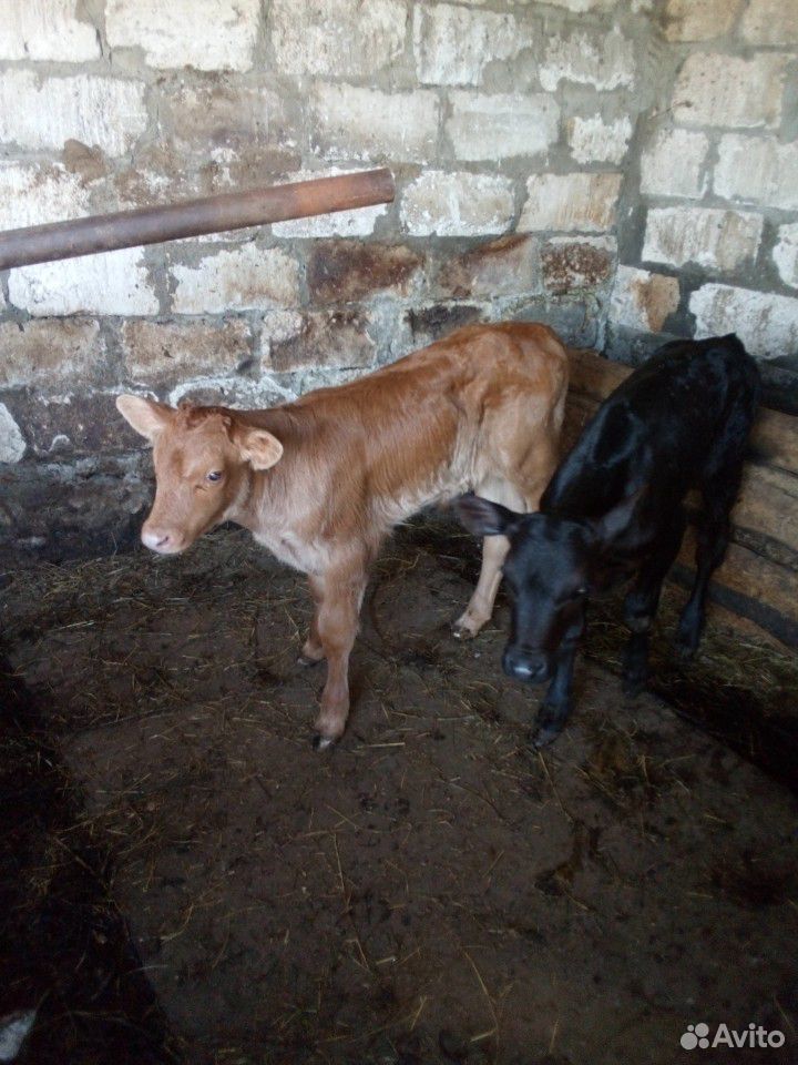 Коровы,бык,телята купить на Зозу.ру - фотография № 3