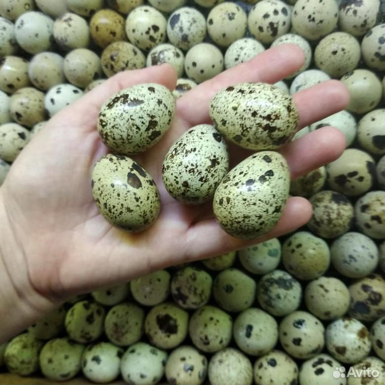 Яйца инкубационные перепелиные купить на Зозу.ру - фотография № 1