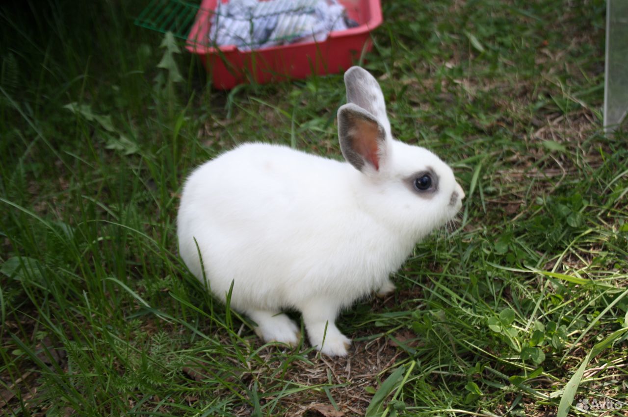 Маленький домашний декоративный кролик 3 месяца купить на Зозу.ру - фотография № 3