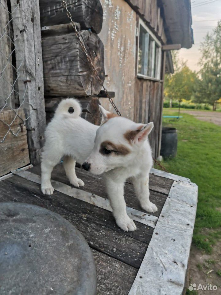 Продам щенка западно-сибирской лайки купить на Зозу.ру - фотография № 2