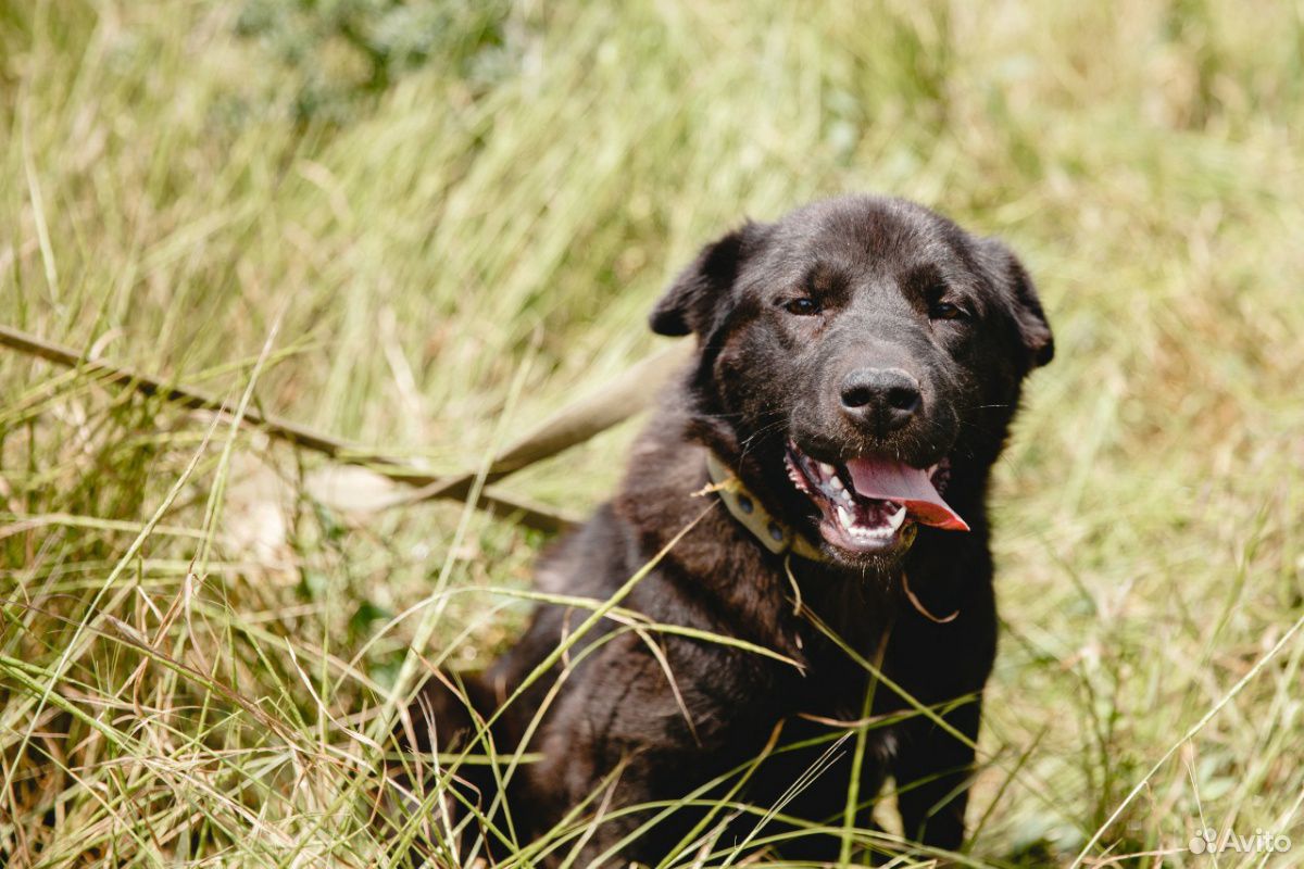 Собака Шоколадка ищет дом купить на Зозу.ру - фотография № 2