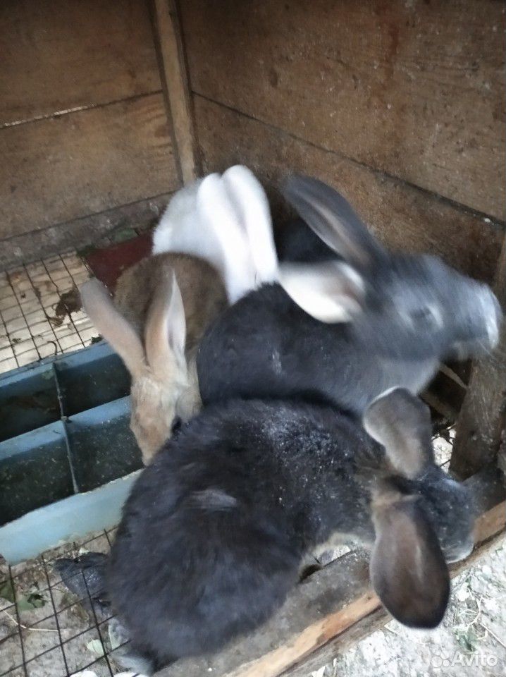 Кролики купить на Зозу.ру - фотография № 3