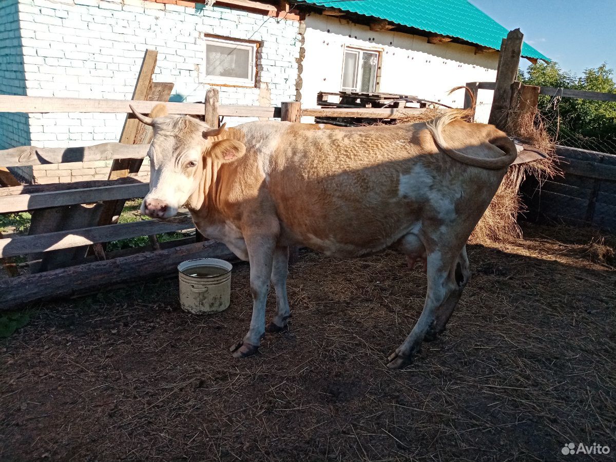 Молодая Корова и Тёлочка 3 месяца купить на Зозу.ру - фотография № 4