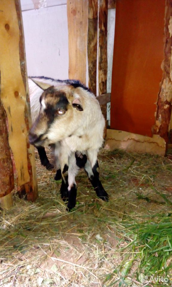 Продам дойную козу купить на Зозу.ру - фотография № 1