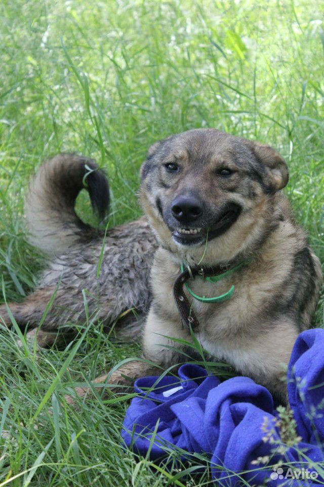 Собака-улыбка Томми в дар купить на Зозу.ру - фотография № 1