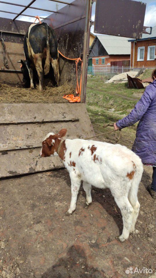 Бычки коровы тёлки принимаю купить на Зозу.ру - фотография № 1