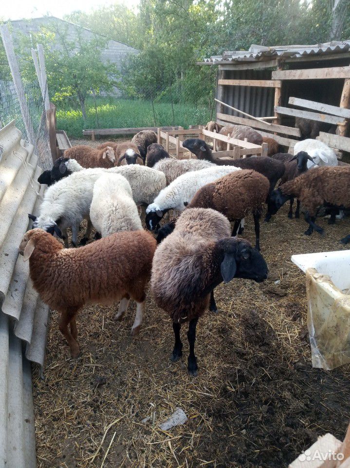Овцы эдельбайской породы купить на Зозу.ру - фотография № 2