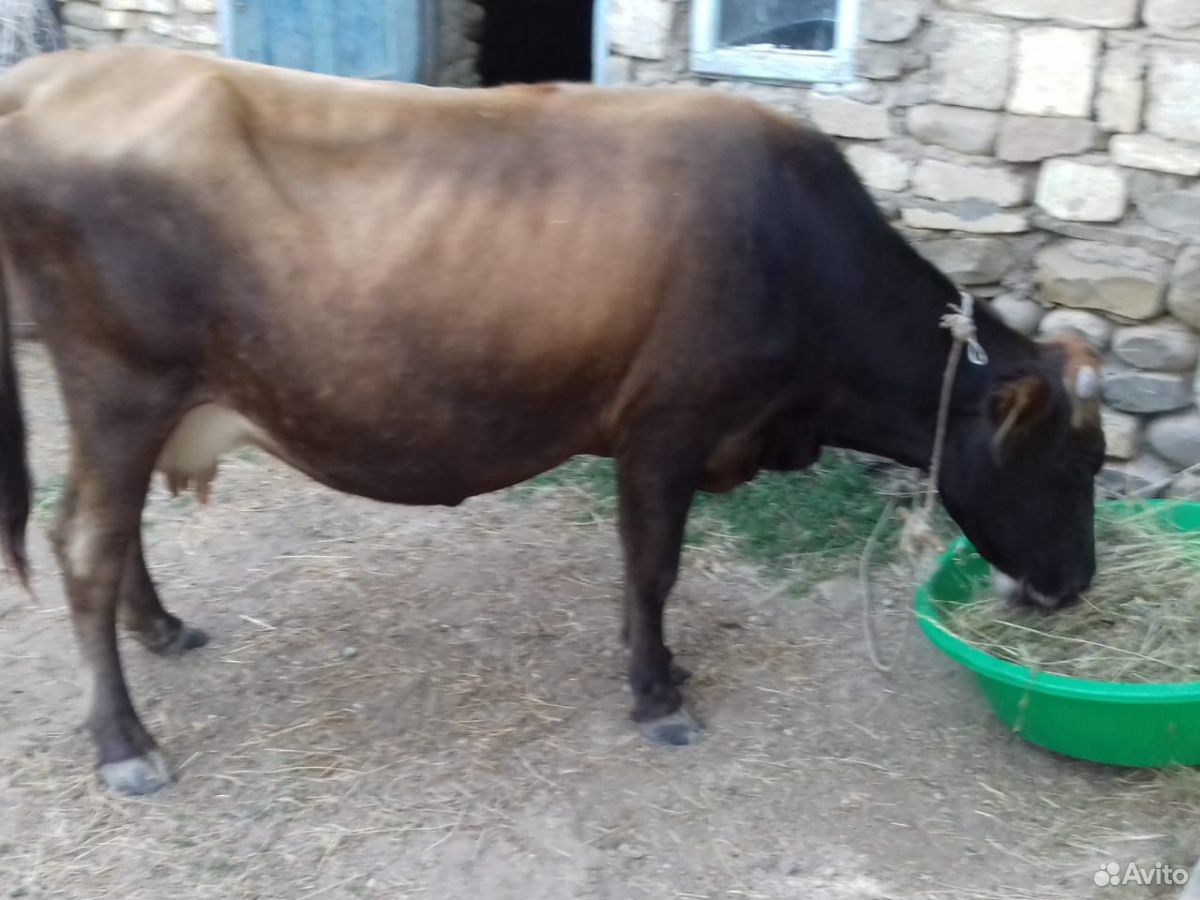 Дойная корова купить на Зозу.ру - фотография № 3