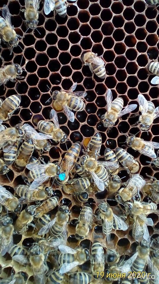 Пчело-матки купить на Зозу.ру - фотография № 2