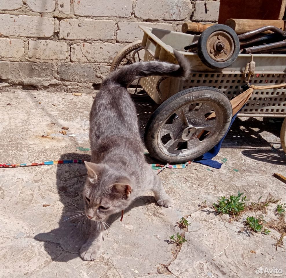 Красивая молодая стерилизованная Кошечка ищет дом купить на Зозу.ру - фотография № 5