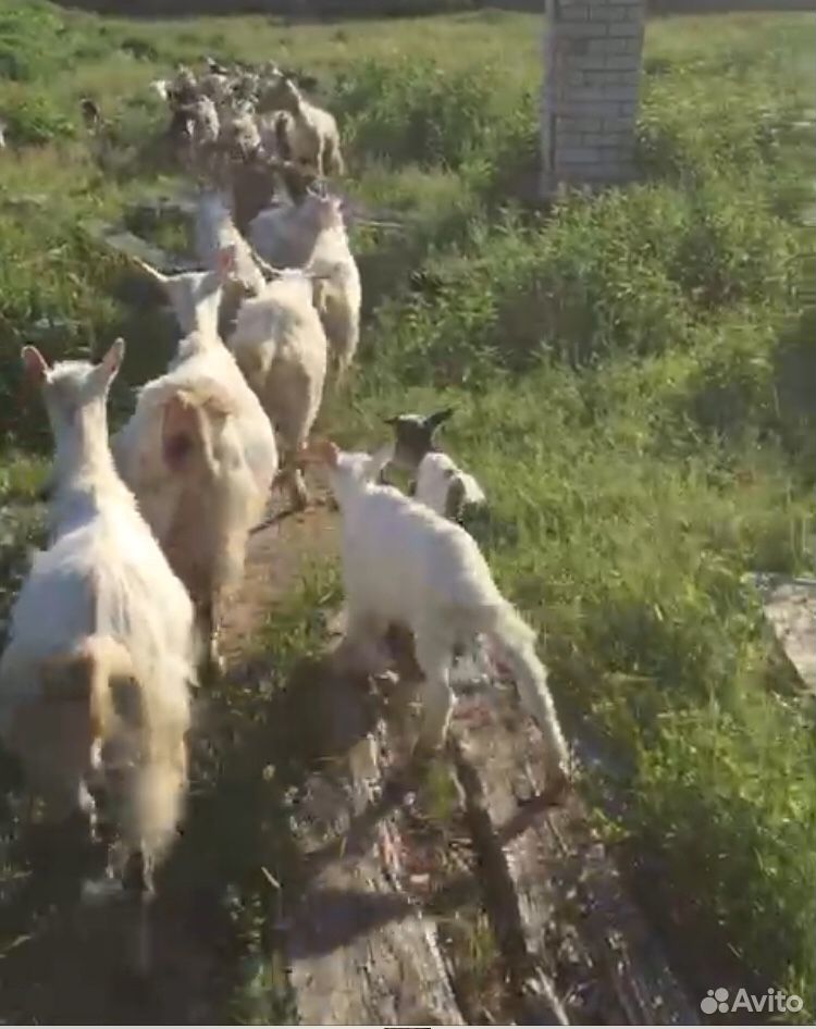 Доений козы купить на Зозу.ру - фотография № 2